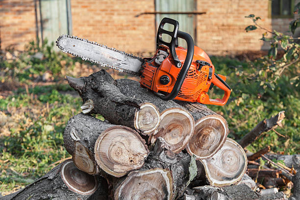 Professional Tree Service in Millvale, PA